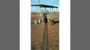 ЗСЛ Булат и щенок добермана