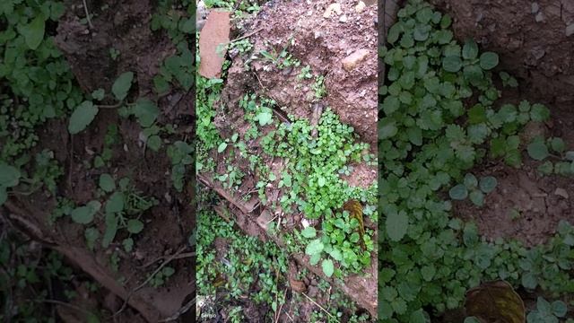 VID20241105114225 смотреть онлайн
