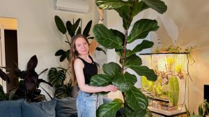 Фикус Лирата до потолка. Часть 1