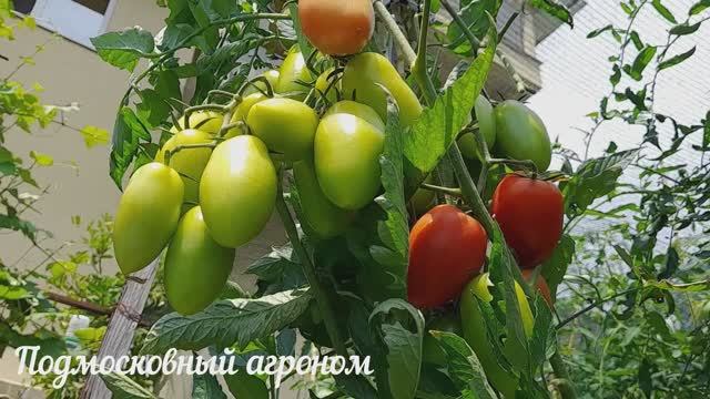 Подкормка томатов в августе: Помидоры быстро спеют, будут сладкие и сочные. #сезонконтентаRUTUBE смотреть онлайн