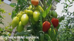 Подкормка томатов в августе: Помидоры быстро спеют, будут сладкие и сочные. #сезонконтентаRUTUBE