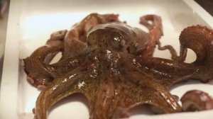 Японские морепродукты - фугу, кальмар, осьминог