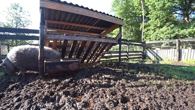 ЖИВЯ в ЛЕСУ НАУЧИЛСЯ РАДОВАТЬСЯ МЕЛОЧАМ смотреть онлайн