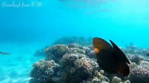 Суры Аль Ихляс, Аль Фалякъ, Ан Нас и Аятуль Курси по три раза