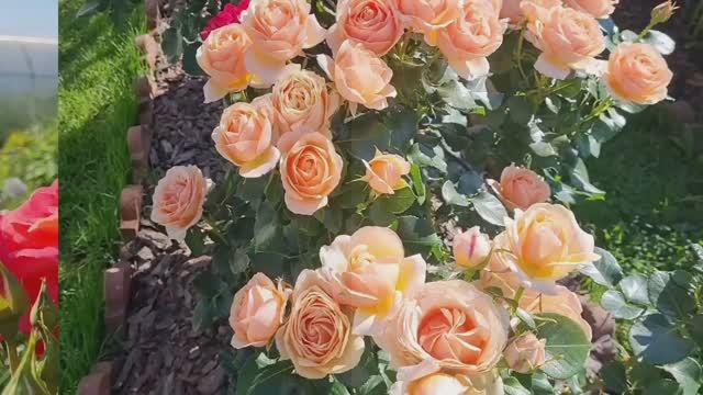 Чем обрабатываю розы!🌹Цветущий сад в июле 23.07.25г.🌹💕Ленобласть. смотреть онлайн