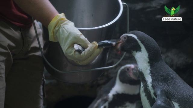 Редкие виды животных смотреть онлайн