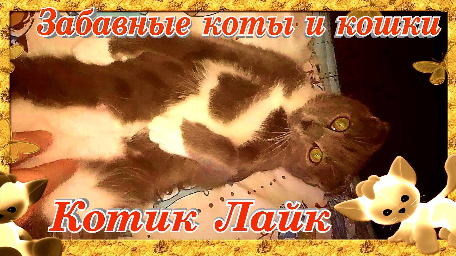 Забавные домашние питомцы Котик Лайк