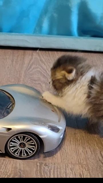 КОТЯТА. Котёнок толкает машину. #шорты смотреть онлайн