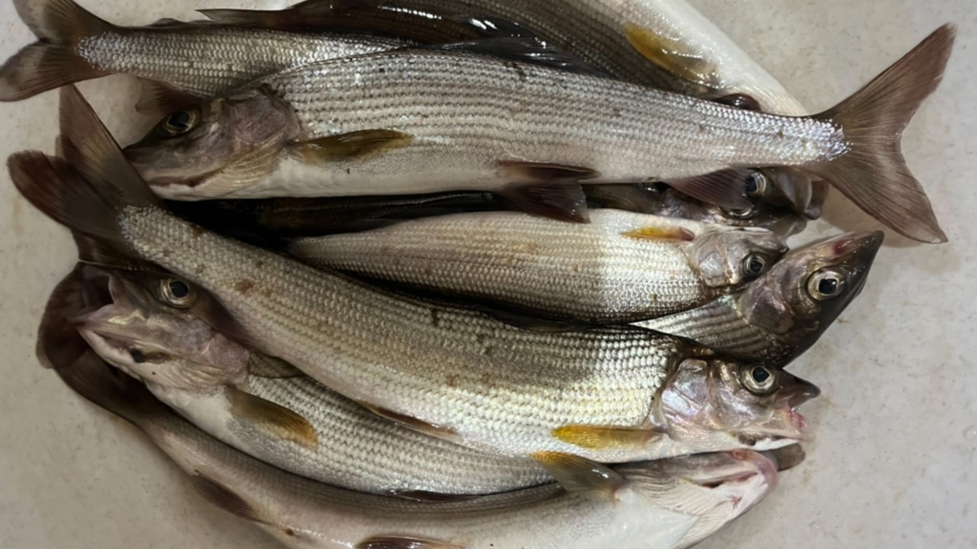 Нашли пропажу. Соревнуемся с женой, кто больше поймает. Рыбалка. Лес. смотреть онлайн