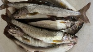 Нашли пропажу. Соревнуемся с женой, кто больше поймает. Рыбалка. Лес.