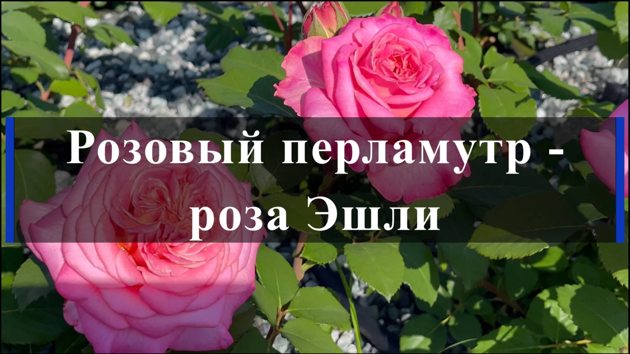 Розовый перламутр - роза Эшли смотреть онлайн