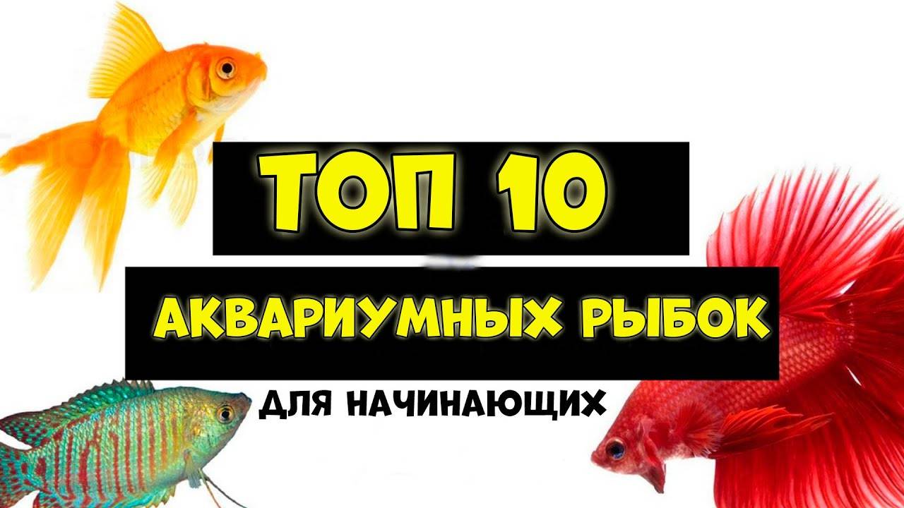 Топ 10 аквариумных рыбок для начинающих смотреть онлайн