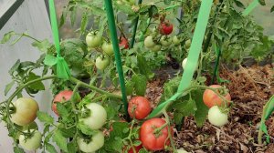 Дачный влог июль 2025 Подкормка Калорийная Бомба Купила заброшенную Дачу