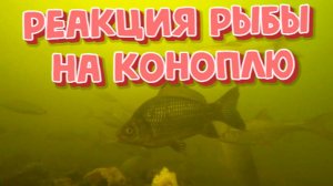 Реакция рыбы на Коноплю ( подводная съемка)