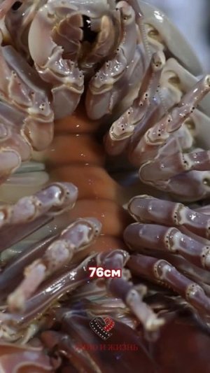 Самые страшные морские обитатели