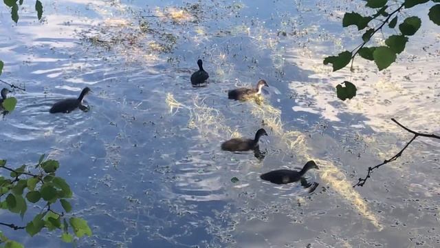 А любовь останется. исп. Е. Дятлов и Е. Щербаков
Зорька алая. исп. Валерий Веселов и Е. Щербаков