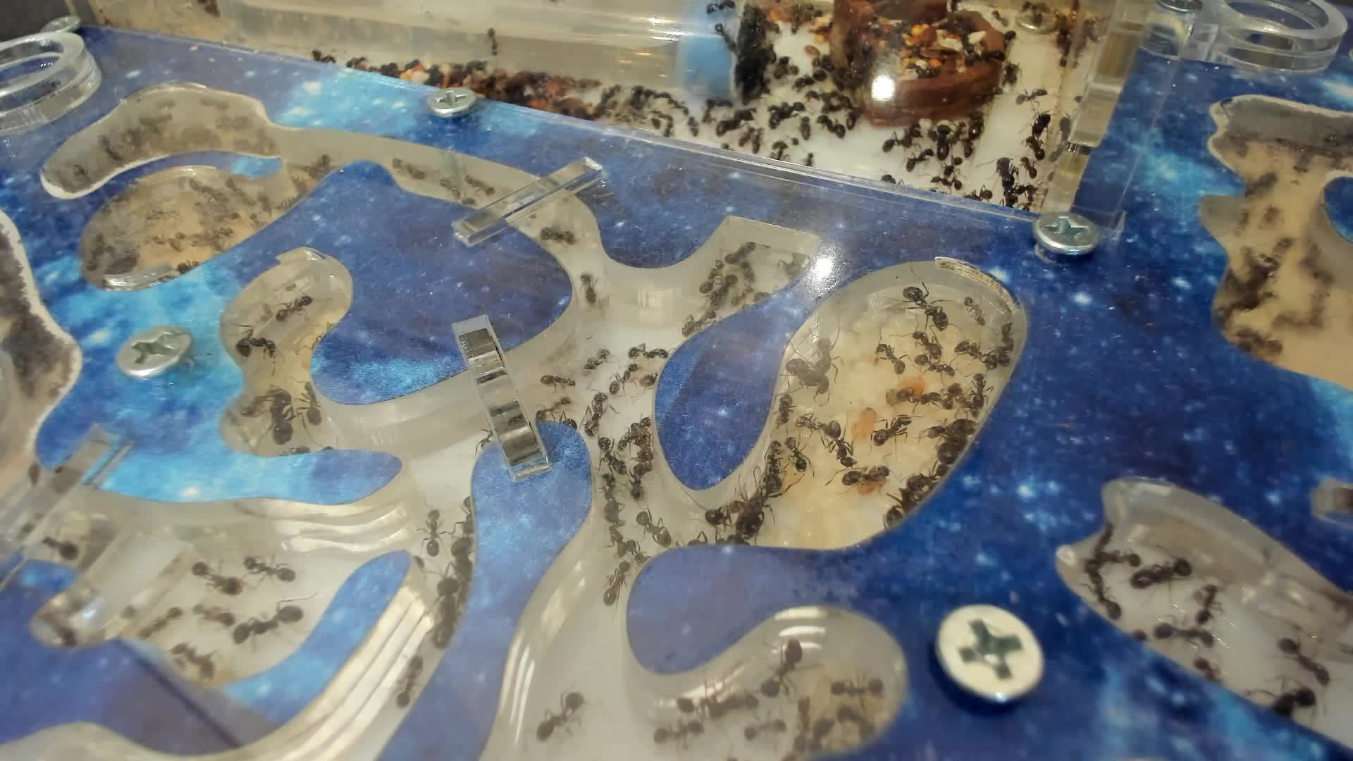 Муравьиная ферма смотреть онлайн