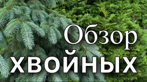 БОЛЬШОЙ обзор ХВОЙНЫХ Ели Сосны Туи Можжевельники Лиственница