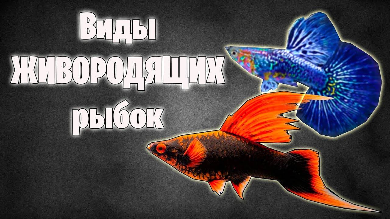 Какие бывают живородящие рыбки - ТОП - аквариумистика