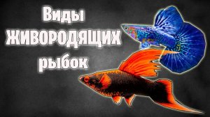 Какие бывают живородящие рыбки - ТОП - аквариумистика
