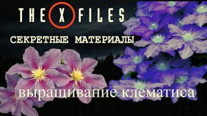 КАК РАСТЁТ И ЦВЕТЁТ КЛЕМАТИС В 2025 ГОДУ.