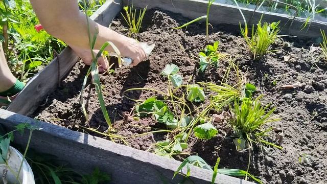 Клубника обрезка, подкормка. Размножение усами. смотреть онлайн