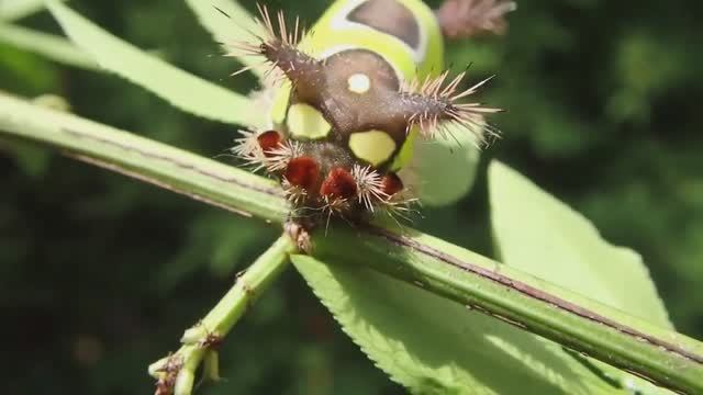 Вот Почему Эти Гусеницы Самые Необычные в Мире смотреть онлайн