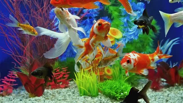 🐠 Аквариум смотреть онлайн