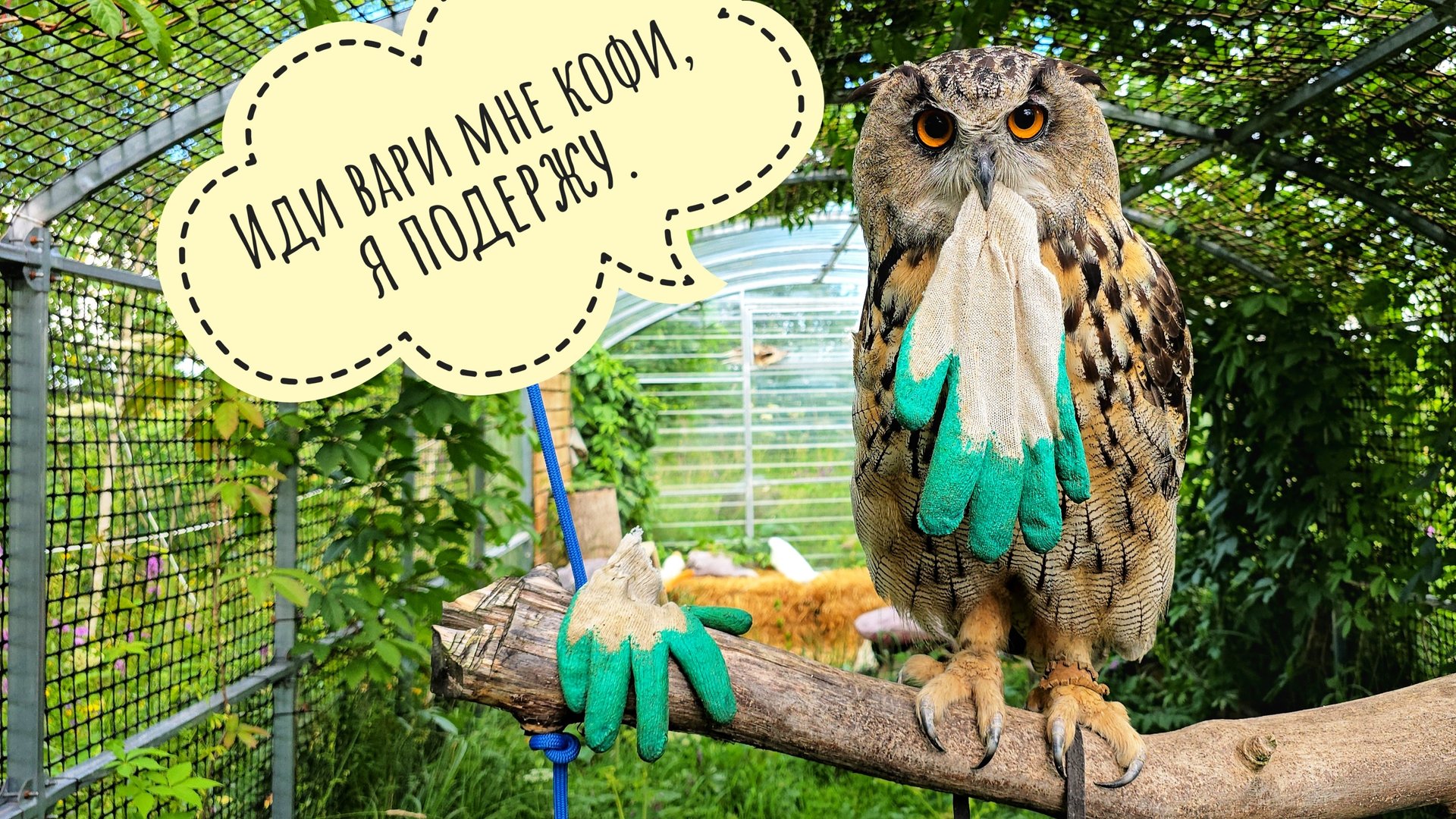 В цветочне очень деловая жаба! Сова Ёль разрешила мне идти отдыхать от прополки, например, косить смотреть онлайн