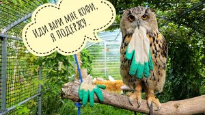 В цветочне очень деловая жаба! Сова Ёль разрешила мне идти отдыхать от прополки, например, косить