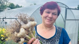 Убираю озимый чеснок!! Урожай Супер!! Восстанавливаем землю после чеснока!!