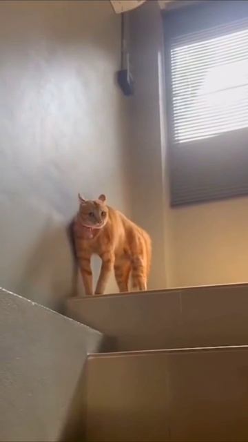 Ах вот ты где смотреть онлайн