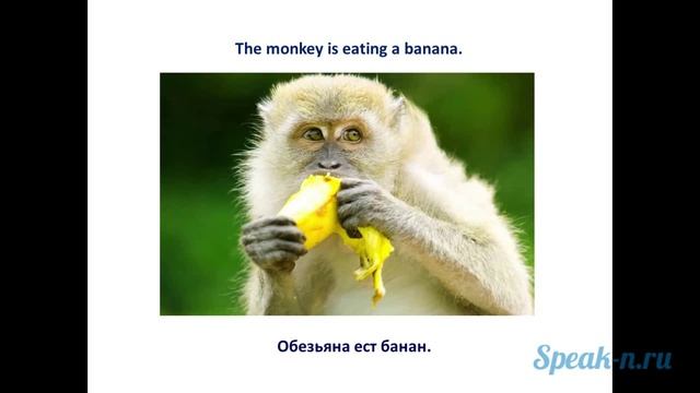 4_4_Rabbit is eating смотреть онлайн