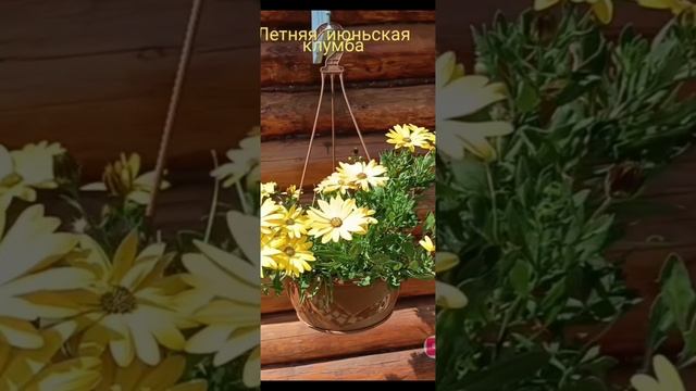 Июньская клумба-УЧИМСЯ НА ЧУЖИХ ОШИБКАХ.