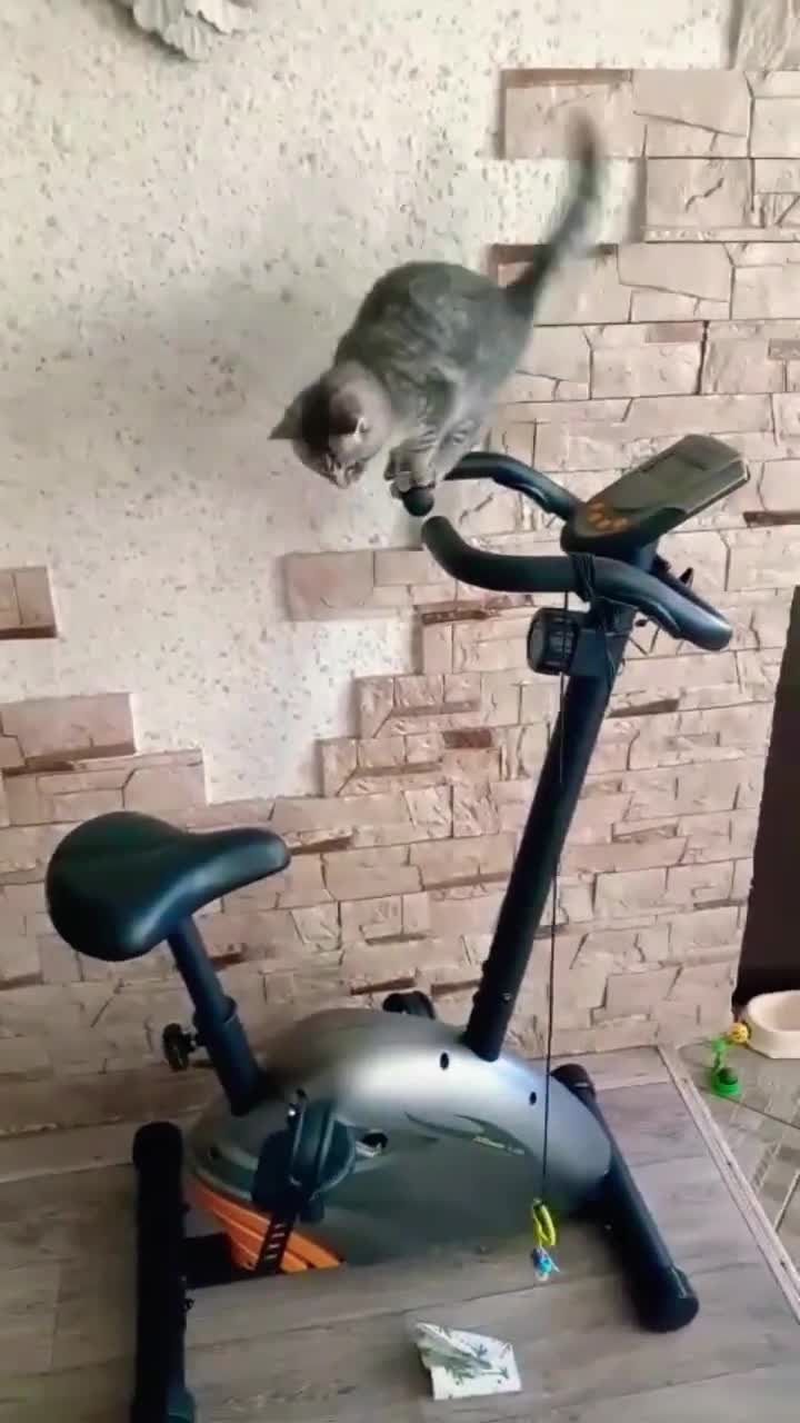 Добрый совет!🤣😻 Юмор с животными смотреть онлайн