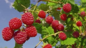 Подкормка малины в сентябре – секрет крупных ягод без химии