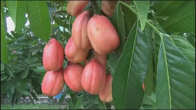 10 Самых Необычных Съедобных Экзотических Фруктов. top 10 смотреть онлайн