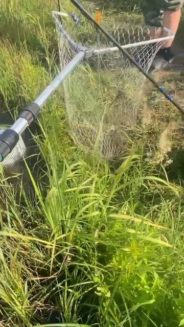 КАРАСЬ ЧУТЬ НЕ УТАЩИЛ УДОЧКУ 🎣 #рыбалка #fishing #красотыприроды #nature #рыба #лето #вечер смотреть онлайн