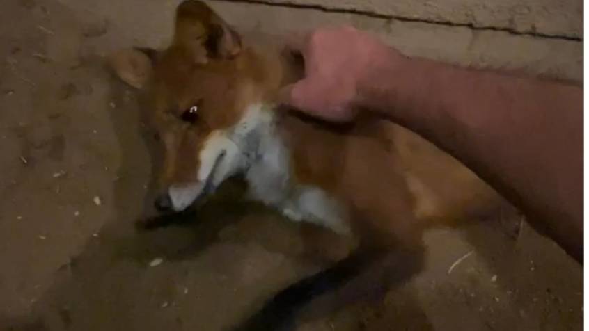 Лиса-Алиса. Хорошее настроение лиса Игниса после ужина смотреть онлайн