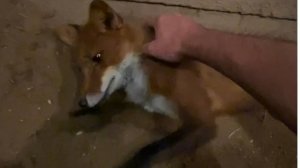 Лиса-Алиса. Хорошее настроение лиса Игниса после ужина