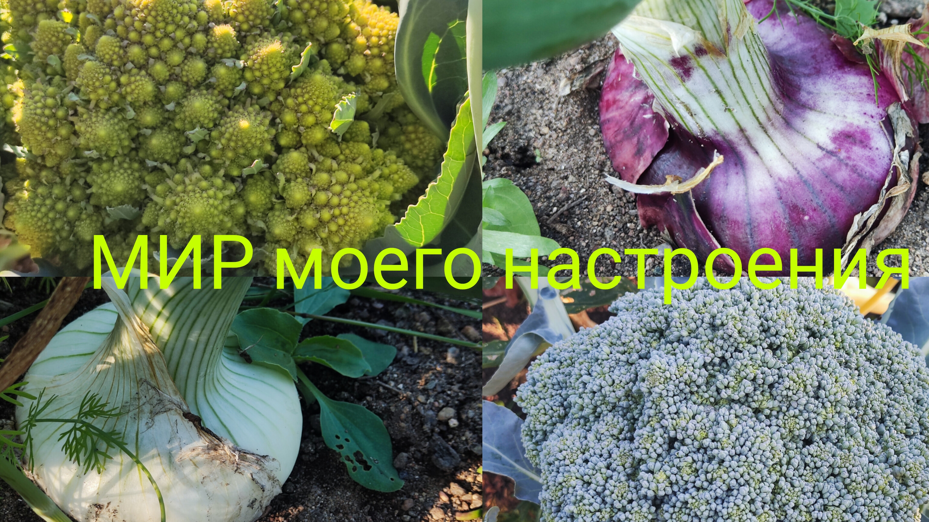 23.07.25 Дача Выборг.Капуста Брокколи и Романеско будет супер урожай.Чеснок скоро будем убирать. смотреть онлайн