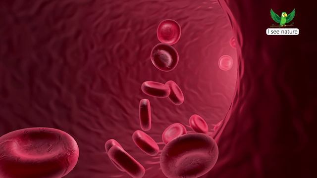 Почему кровь красная? смотреть онлайн