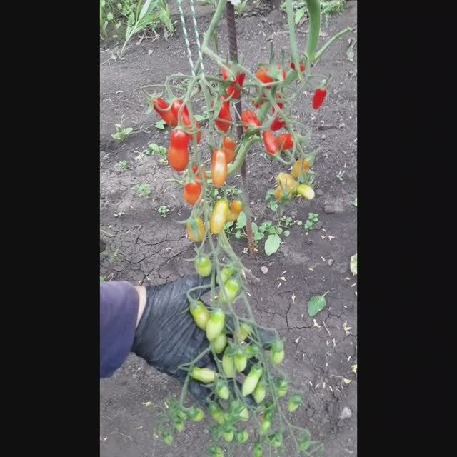 NN ЯРСОН 9 смотреть онлайн