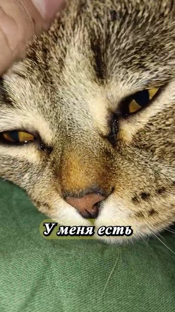 😹ПУХЛЫЙ КОШАРИК!💥😏😹#cat #кот #смешныекоты  #TishaAndAlex #песня