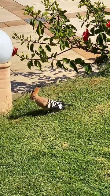 Птица Удод / Шарм / Египет смотреть онлайн