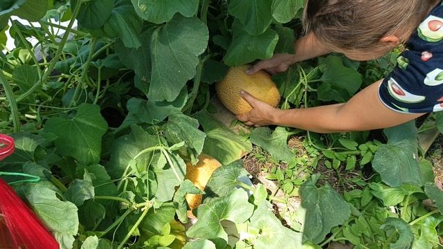 ДЫНЯ МАНУЭЛА