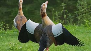 Эти Породы Гусей Самые Интересные в Мире