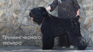 Груминг русского черного терьера с Анжеликой Немеровой на косметике «Свети»
