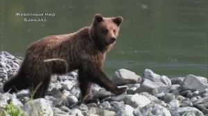 Животный мир Байкала. Документальный фильм