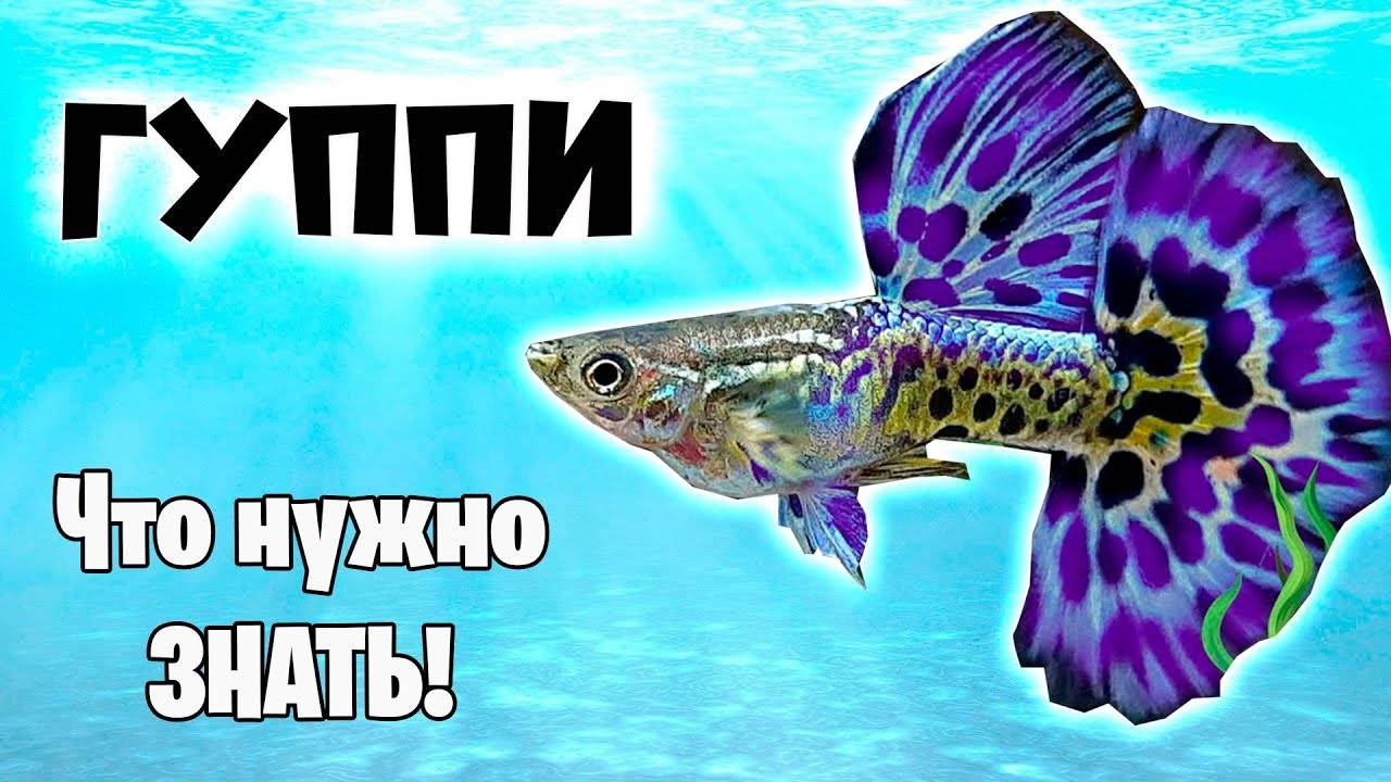 Гуппи в аквариуме - Что нужно знать - Аквариумистика